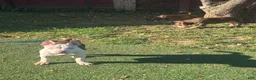 American Bully dogs for sale: Mochi - Ad 5