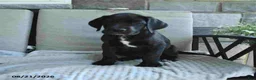 Great Dane dogs for sale: Indie - Ad 9