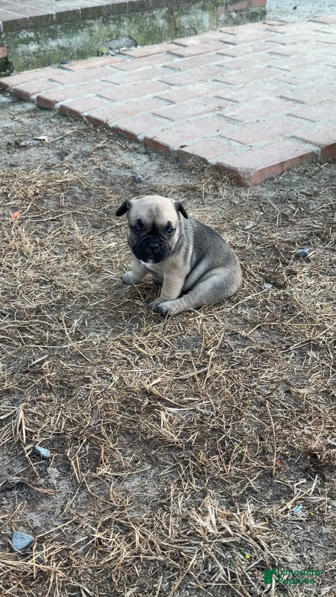 Mixed Breed dogs for sale: Bruno  - Ad 6