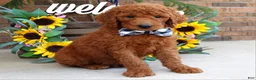 Goldendoodle dogs for sale: Remington  - Ad 4