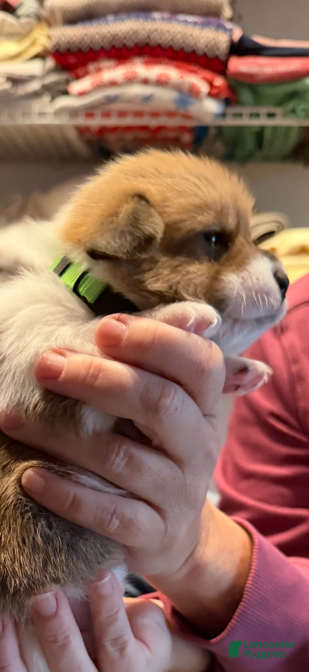 Welsh Corgi Pembroke dogs for sale: Ariel - green - Ad 5