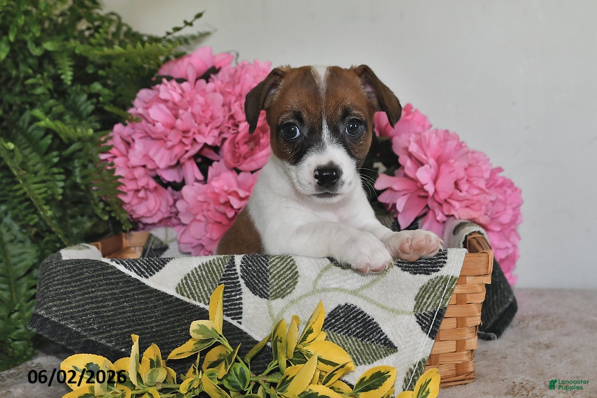 Jack Russell Terrier dogs for sale: Daisy - Ad 5