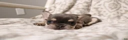 French Bulldog dogs for sale: Leo - Ad 11
