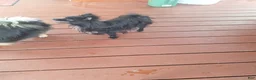 Pomeranian dogs for sale: Daisy - Ad 2