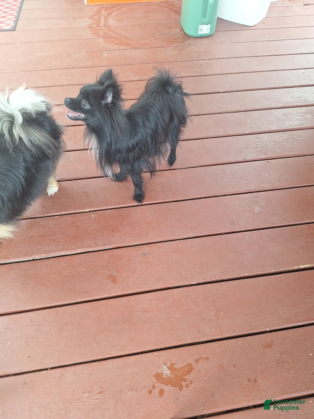 Pomeranian dogs for sale: Daisy - Ad 2