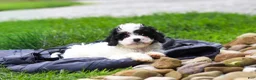 Cavapoo dogs for sale: Joy - Ad 12