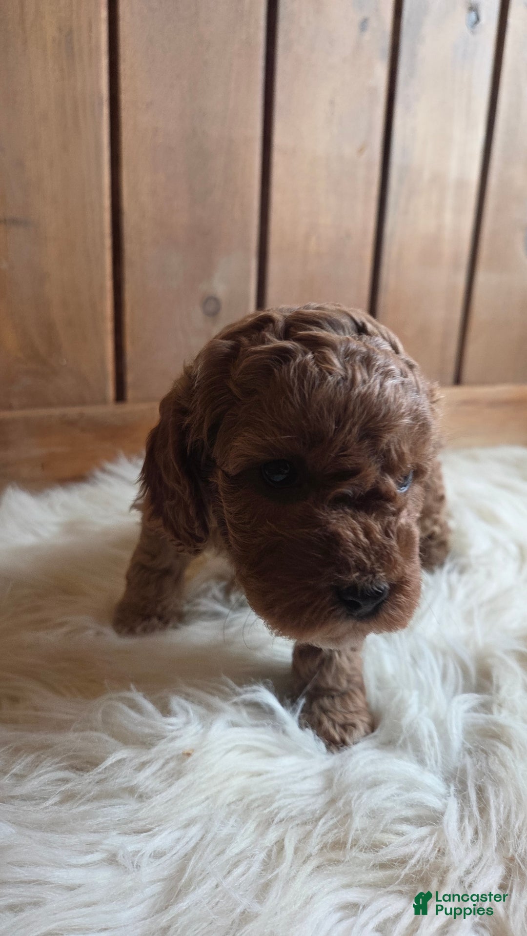 Cavapoo dogs for sale: River - Ad 8