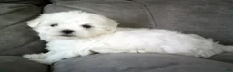 Maltese dogs for sale: Sammy - Ad 5