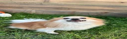 Pomeranian dogs for sale: Jacabena - Ad 5