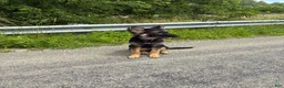 Mixed Breed dogs for sale: Luna  - Ad 5