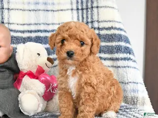 Havapoo dogs Toast - Ad 31