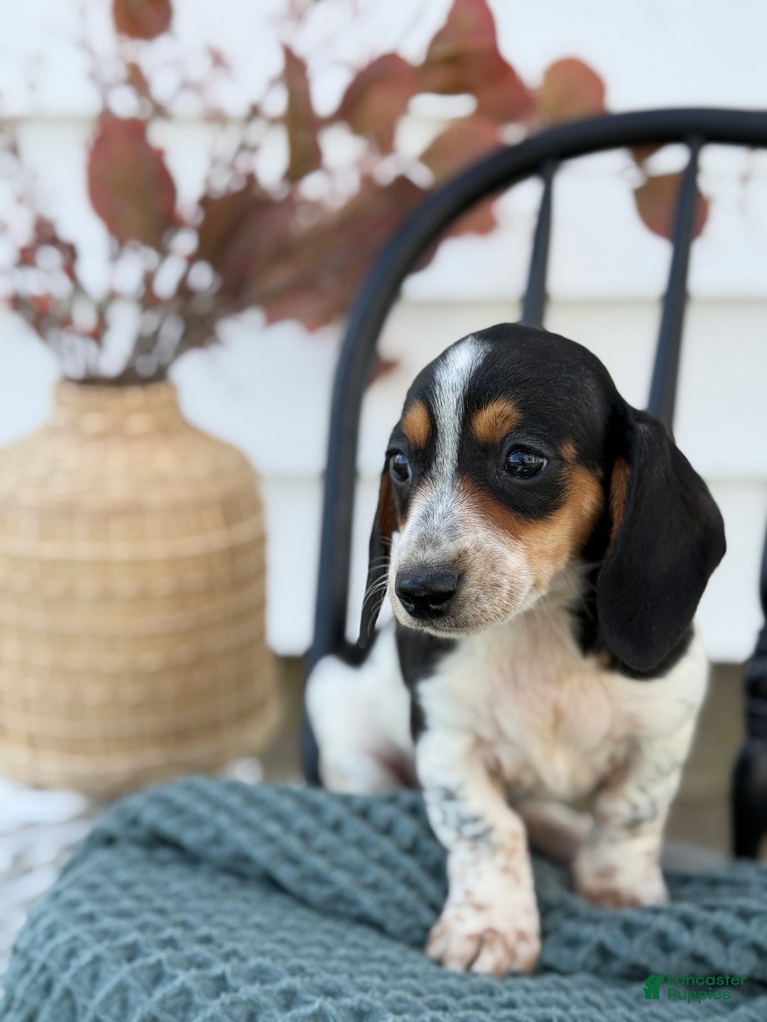 Miniature Dachshund dogs for sale: Tessie - Ad 8