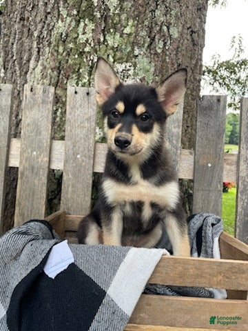 Pomsky dogs Zack - Ad 2