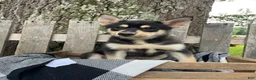 Pomsky dogs for sale: Zack - Ad 2