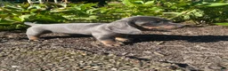 Miniature Dachshund dogs for sale: Dixie - Ad 9