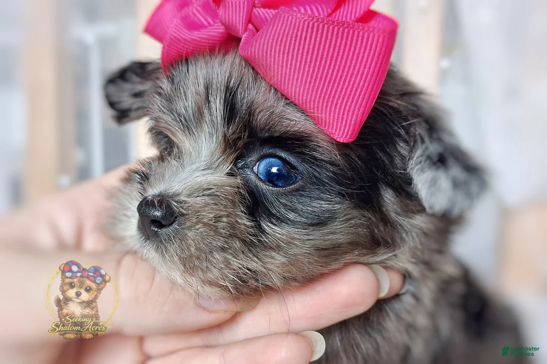 Morkie dogs for sale: Te Fiti - Ad 2