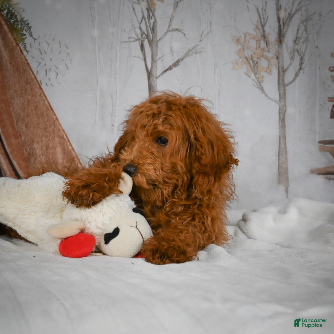 Mini Goldendoodle dogs for sale: Sammie - Ad 5