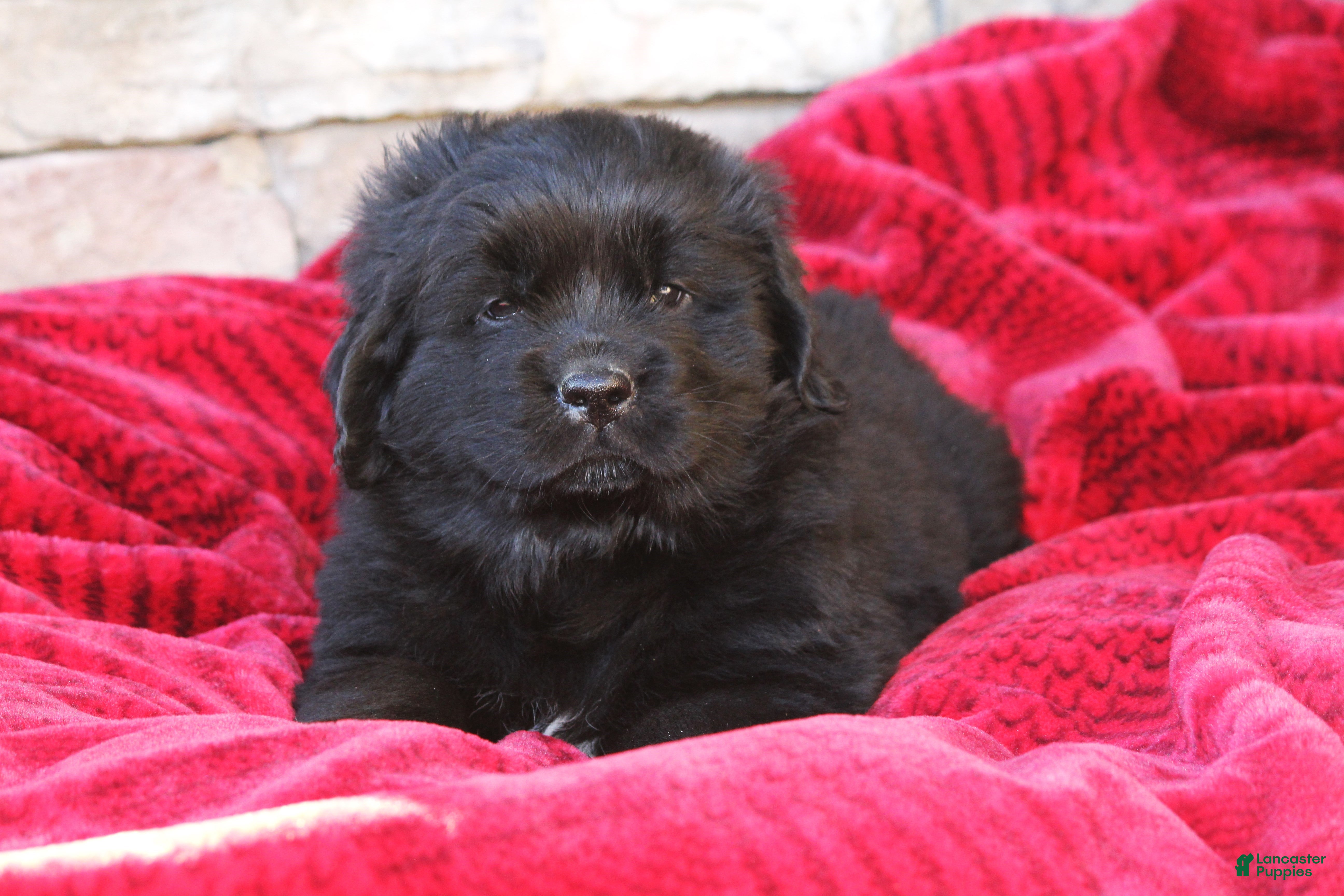 Newfoundland dogs Indi - Ad 14
