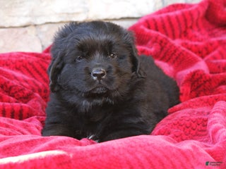 Newfoundland dogs Indi - Ad 13