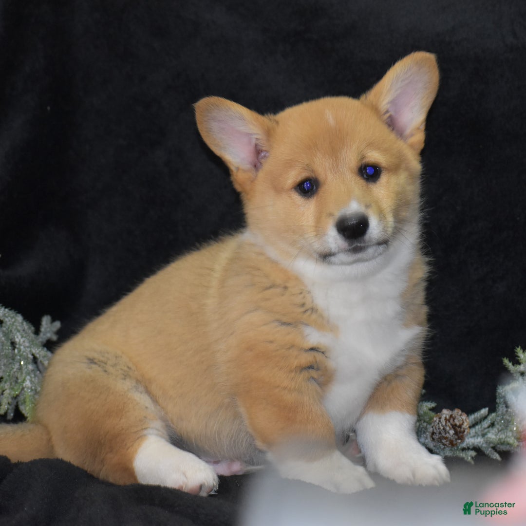Welsh Corgi Pembroke dogs for sale: Moonbeam - Ad 7