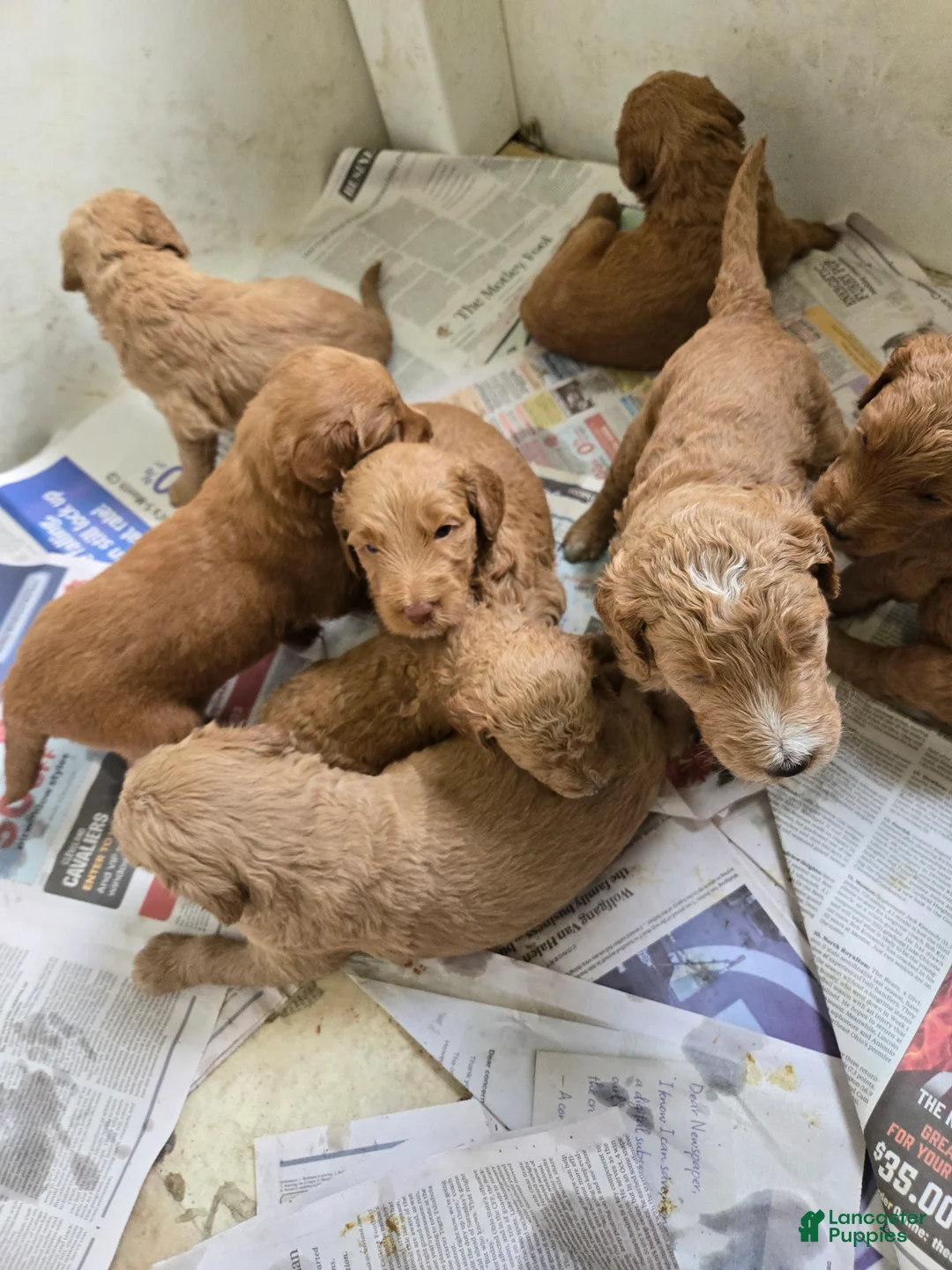 Goldendoodle dogs for sale: Goldendoodle Puppy 8 - Ad 2