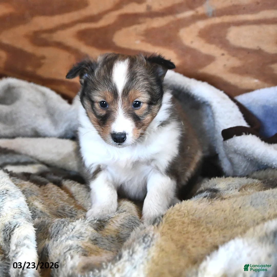 Shetland Sheepdog dogs for sale: Rover - Ad 2