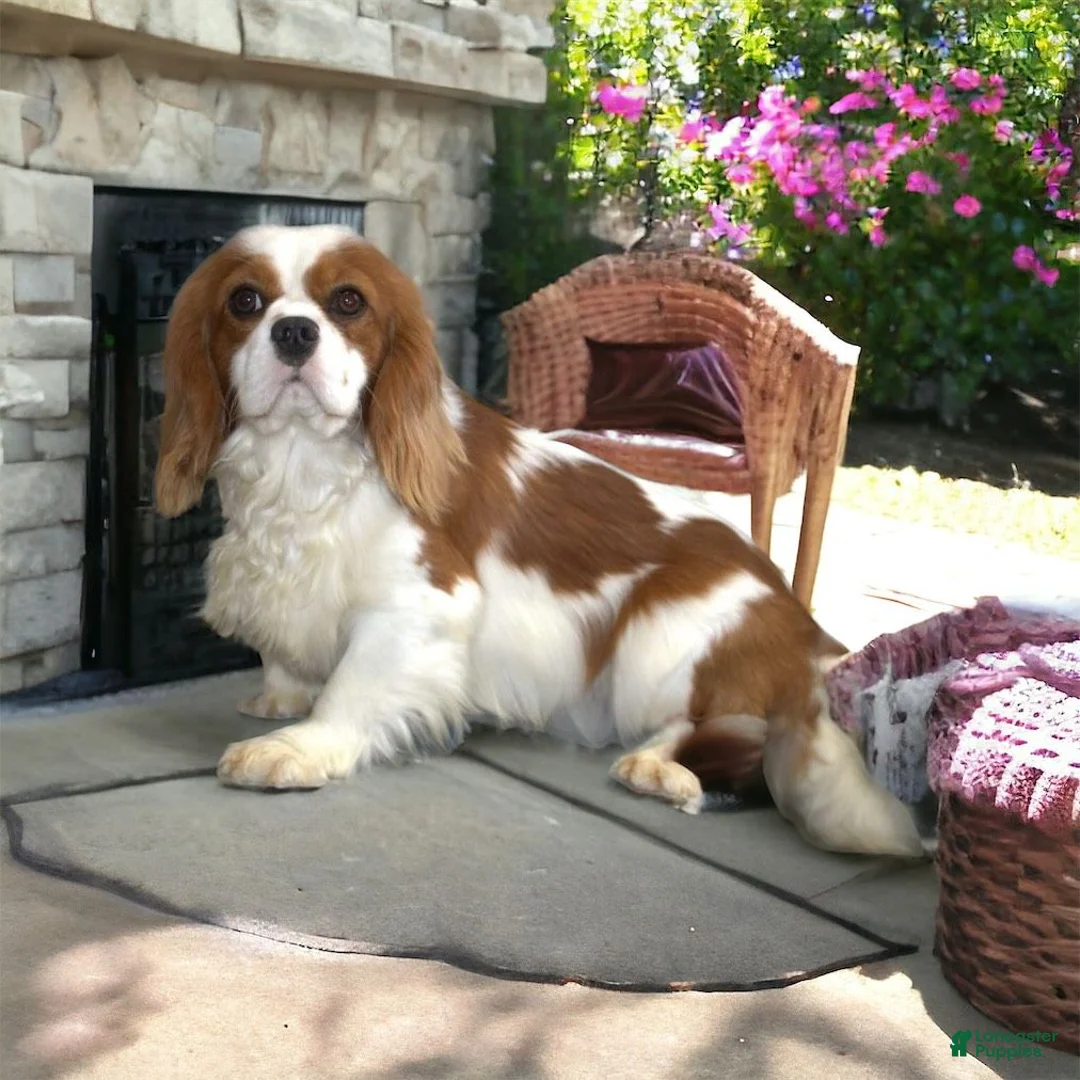 Cavachon dogs for sale: Maple - Ad 4