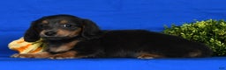 Miniature Dachshund dogs for sale: Trixy Blue/Tan Long Hair - Ad 8