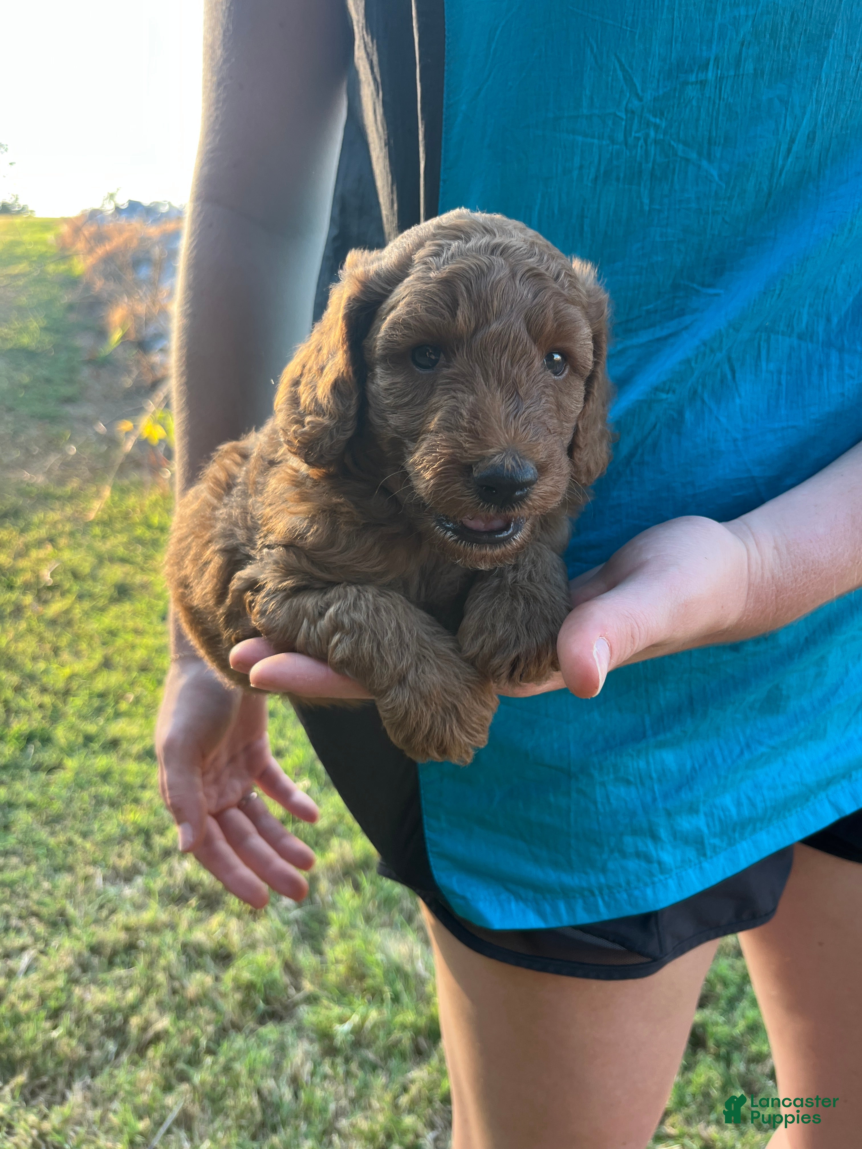 Goldendoodle dogs Ollie Medium-sized F1BB - Ad 2