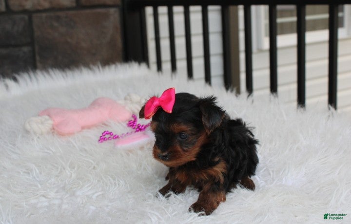Yorkiepoo dogs Ella  - Ad 2