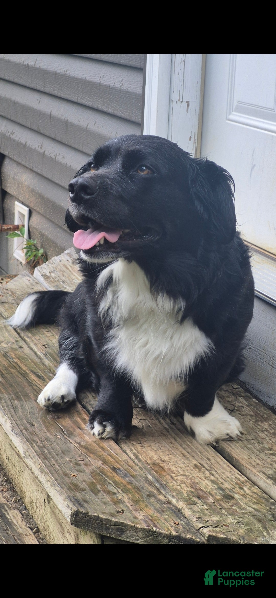 Molly