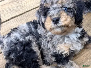 Mixed Breed dogs for sale: Corgi-Poo Schnoodle Hybrid - Ad 1