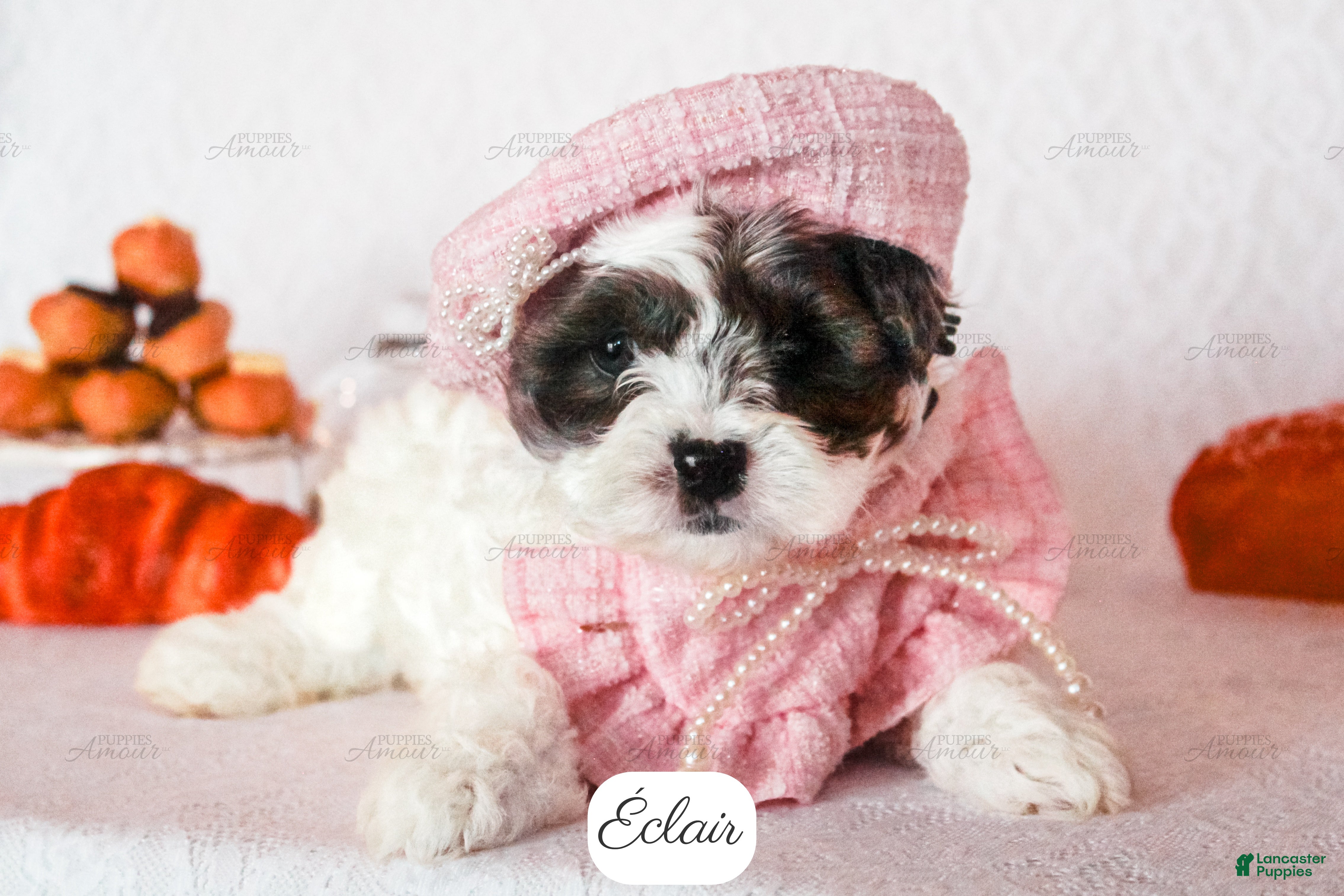 Cavapoo dogs Éclair - Ad 2