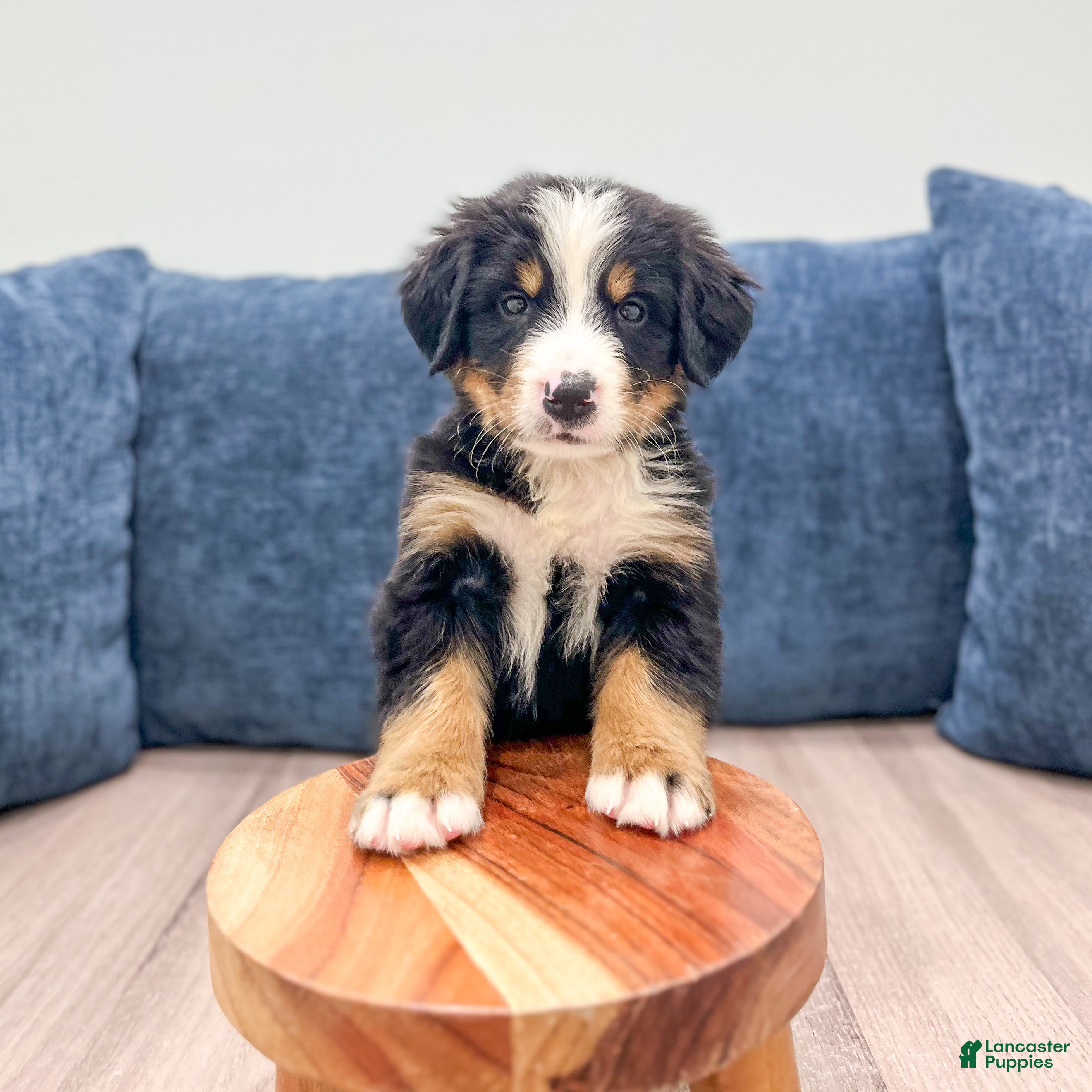 Bernese Mountain Dog dogs Junior - Ad 2