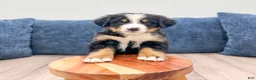Bernese Mountain Dog dogs for sale: Junior - Ad 2