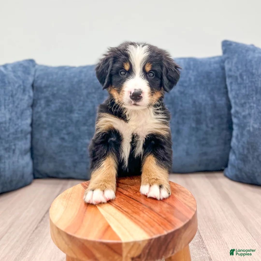 Bernese Mountain Dog dogs for sale: Junior - Ad 2