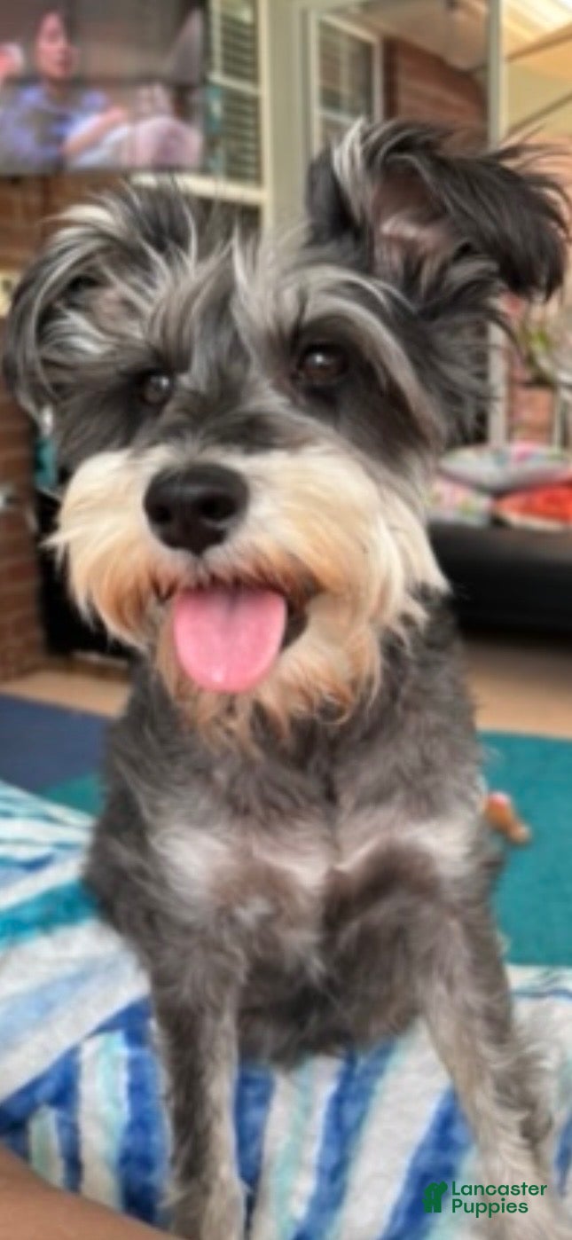 Miniature Schnauzer dogs for sale: Girl 1 - Ad 3