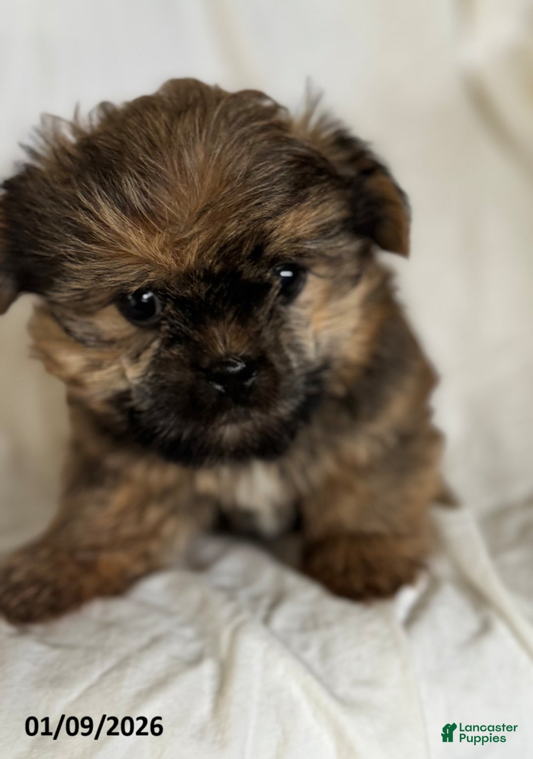 Shorkie dogs for sale: Teddy - Ad 3