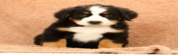 Bernese Mountain Dog dogs for sale: Jemma - Ad 7