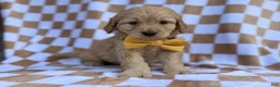 Goldendoodle dogs for sale: Benson - Ad 8