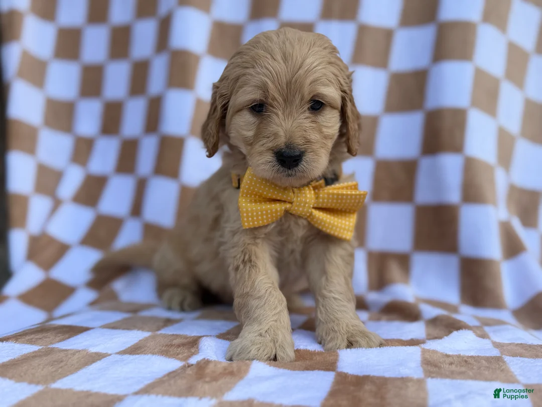 Goldendoodle dogs for sale: Benson - Ad 8