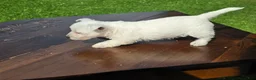 West Highland Terrier dogs for sale: West Highland female 2 - Ad 2