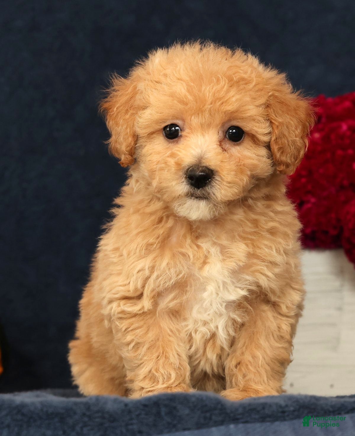 Bichpoo dogs Oprah - Ad 1