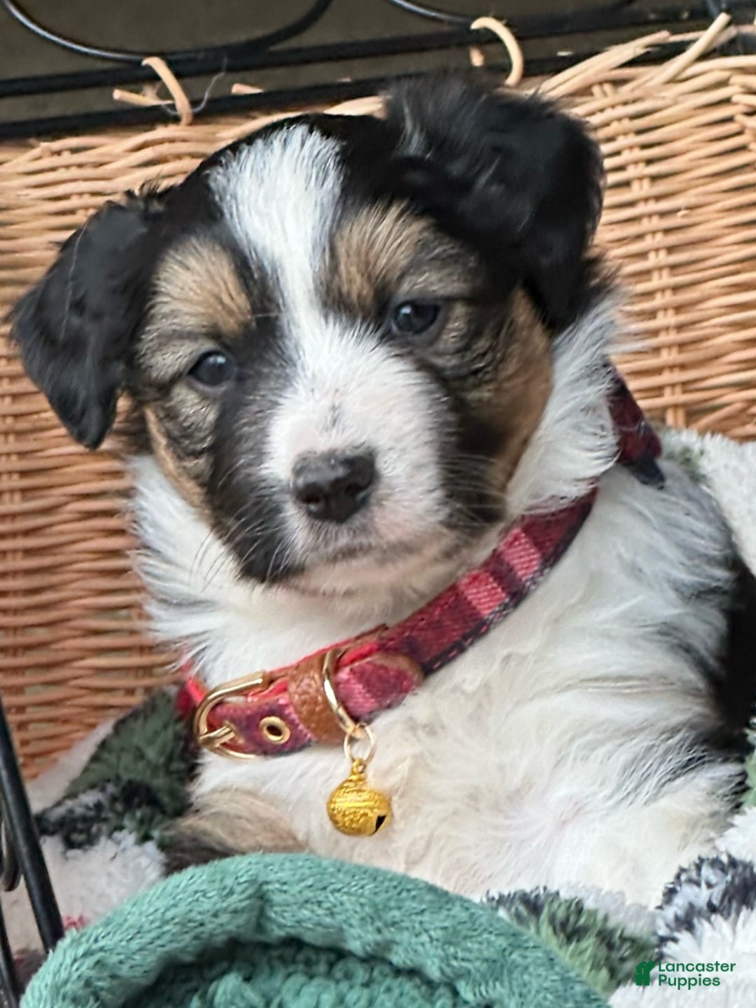 Miniature Australian Shepherd dogs for sale: Ivy - Ad 3