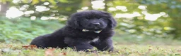 Newfoundland dogs for sale: Jimmy - Ad 5