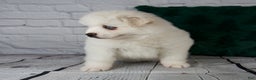 Pomsky dogs for sale: Gabby - Ad 9