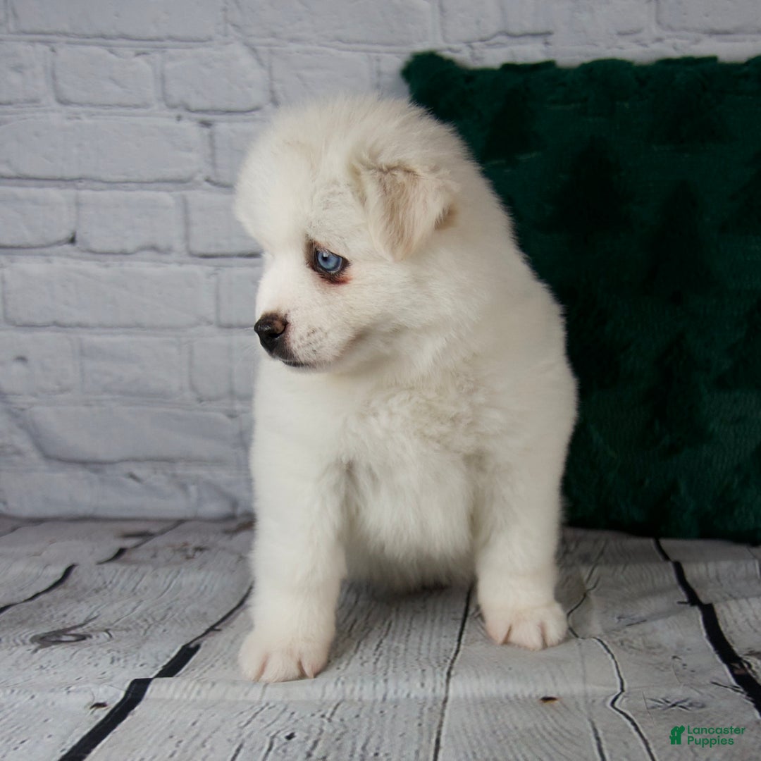 Pomsky dogs for sale: Gabby - Ad 9