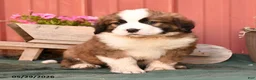 Mixed Breed dogs for sale: Kalvin - Ad 2