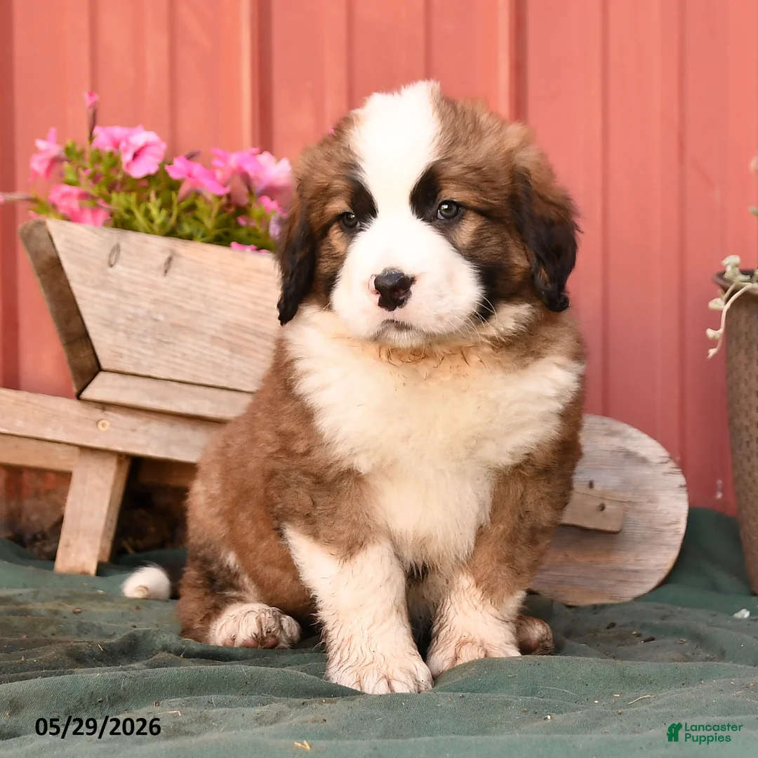 Mixed Breed dogs for sale: Kalvin - Ad 2