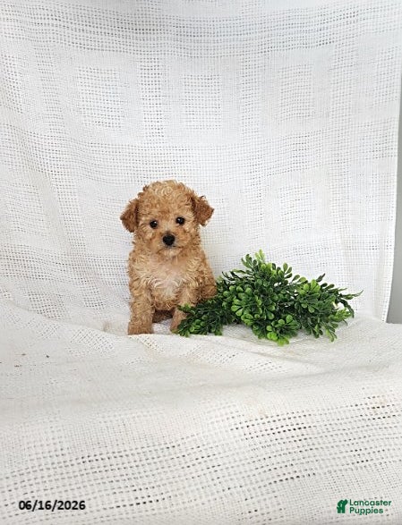 Toy Poodle dogs Copper - Ad 1